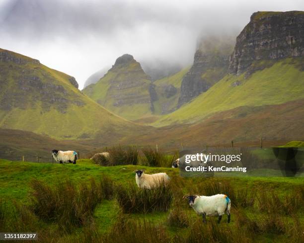 sheep grazing in the scottish highlands - scotland imagens e fotografias de stock