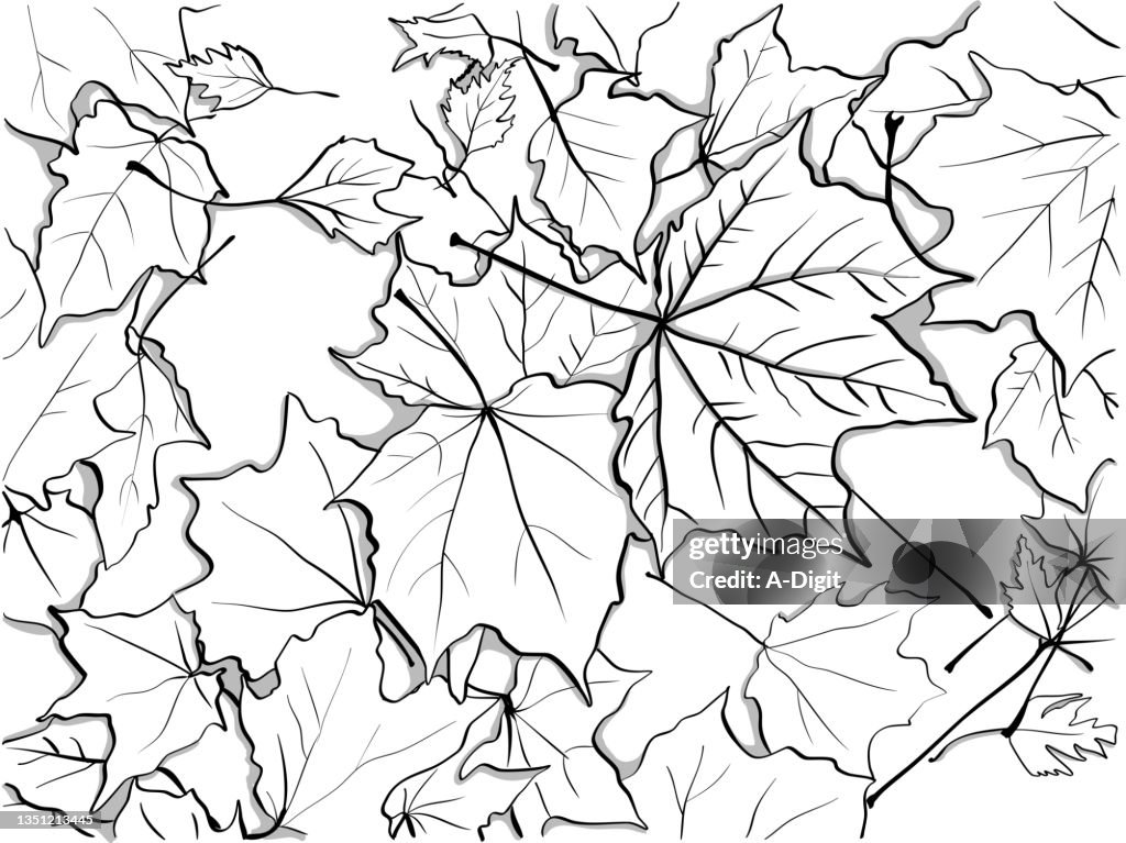 Maple Leaves On The Ground