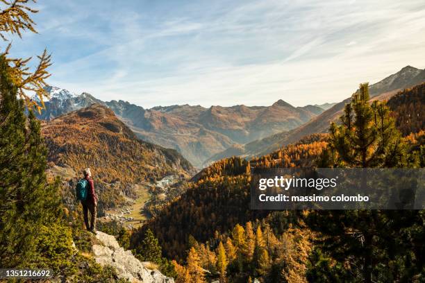 hiker looking panorama mountain range and larches valley - arbre à feuilles caduques photos et images de collection