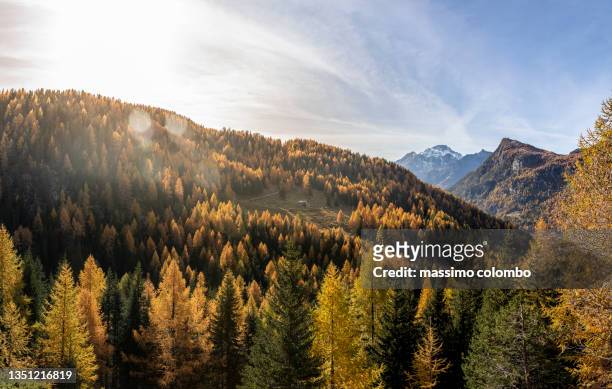 mountain valley panorama with yellow larches at sunrise - catinaccio rosengarten stock pictures, royalty-free photos & images