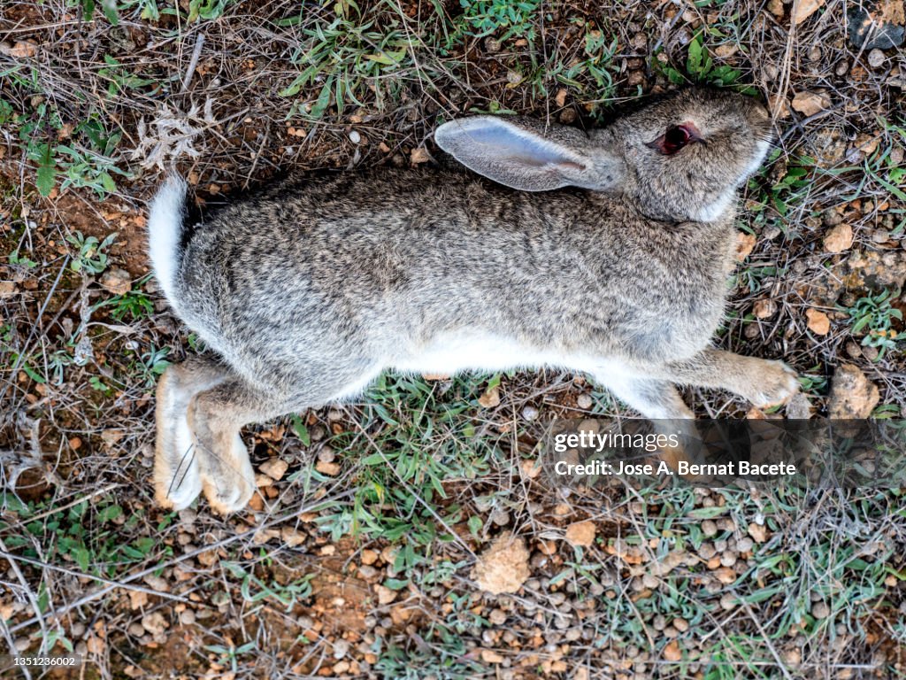 Young animal, Rabbit killed in the field by a hunter's shot.