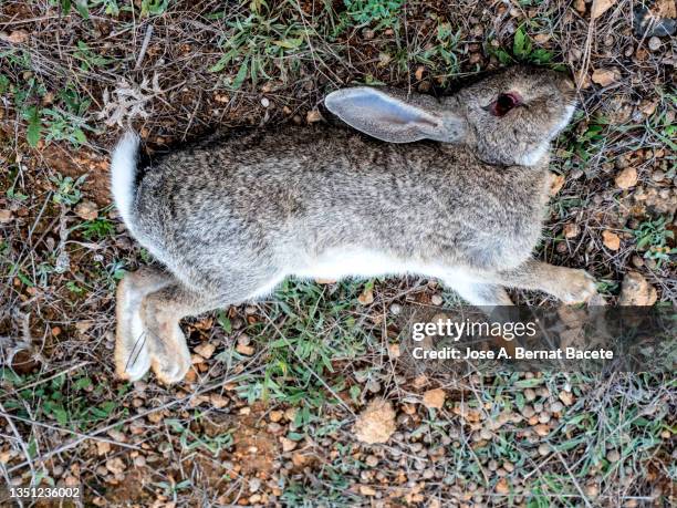 young animal, rabbit killed in the field by a hunter's shot. - rabbit fever stock pictures, royalty-free photos & images