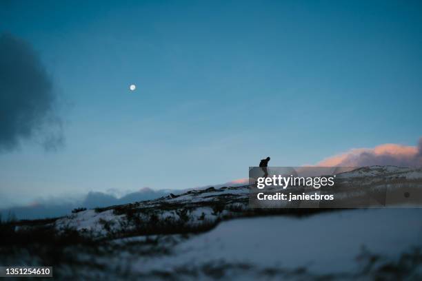 trip in the north. serene mountain landscape with magical pink light. tourist silhouette - extreme weather norway stock pictures, royalty-free photos & images