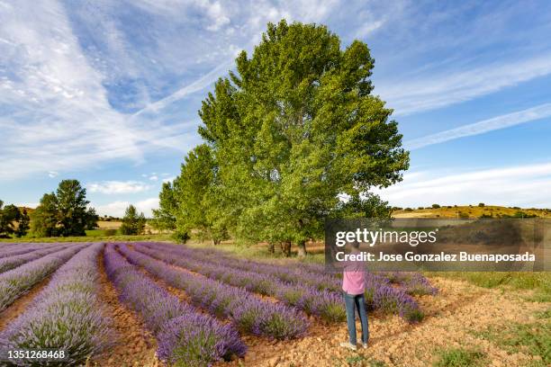 middle-aged man photographs lavender plants in a clay field on a summer day with his mobile phone - provincie guadalajara stockfoto's en -beelden