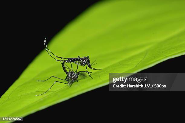 close-up of insect on leaf against black background,mangaluru,india - aedes aegypti stock-fotos und bilder