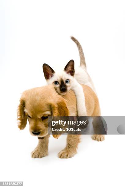 cocker spaniel puppy and siamese cat - dog and cat stockfoto's en -beelden