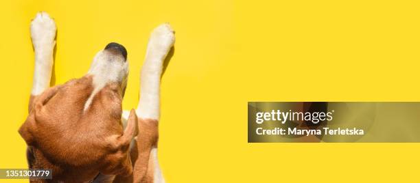 beagle dog on a yellow background top view. - muzzle stock-fotos und bilder