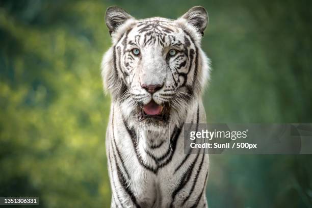 close-up portrait of white tiger against trees - white tiger stock pictures, royalty-free photos & images