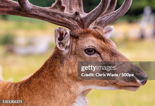 Fallow Red Closeup Of Fallow Red Deer Richmond United Kingdom Uk High-Res Stock ...