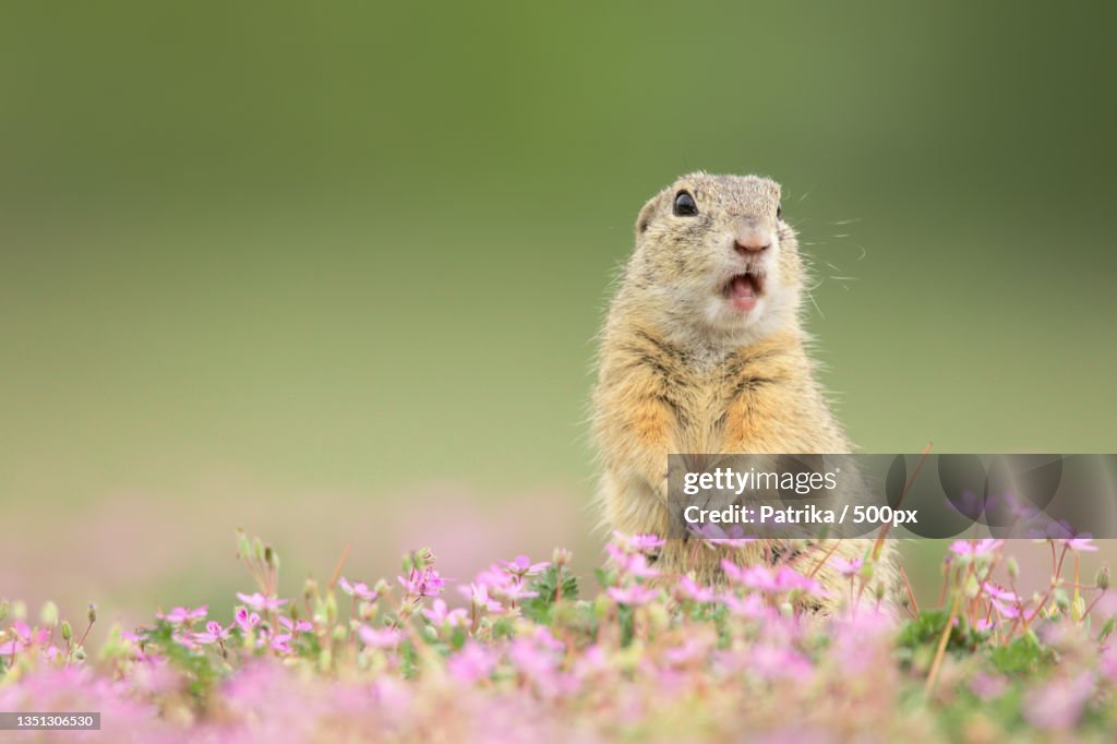 Close-up of ground squirrel on field,Czech Republic