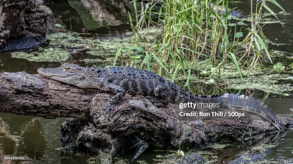 Young alligator,Lakeland,Florida,United States,USA