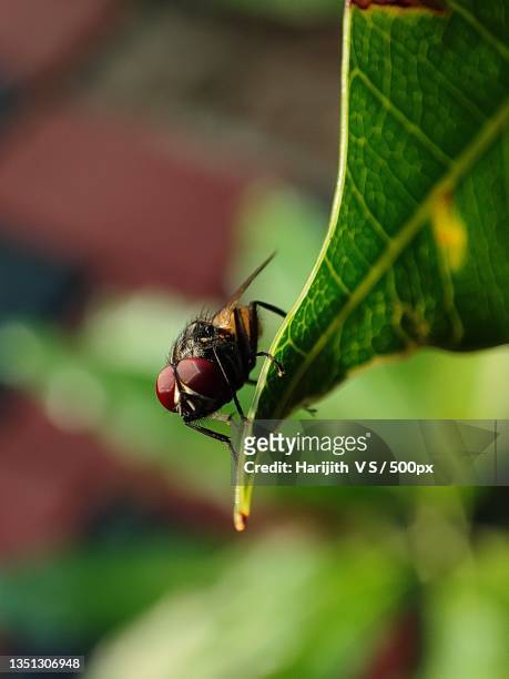 close-up of insect on leaf,thiruvananthapuram,kerala,india - house fly stock pictures, royalty-free photos & images