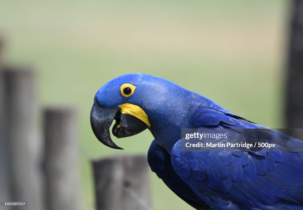Close-up of hyacinth macaw perching outdoors,Aquidauana,Mato Grosso do Sul,Brazil