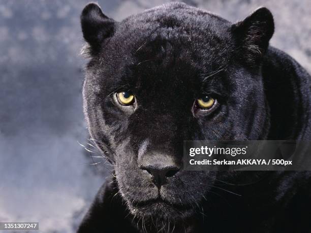close-up portrait of black black dog - black panther stock-fotos und bilder