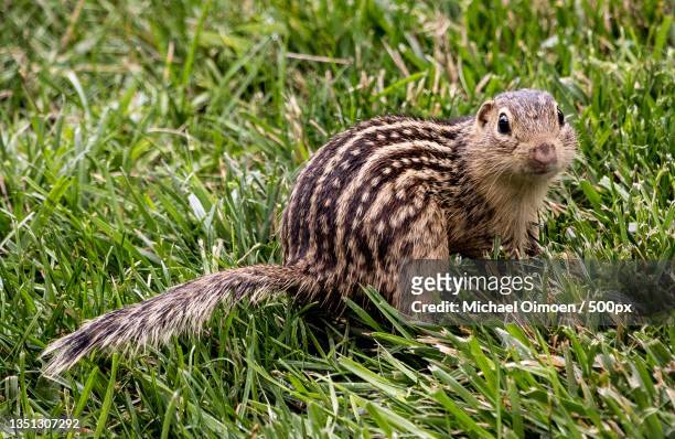 close-up of ground squirrel on grass - thirteen lined ground squirrel stockfoto's en -beelden