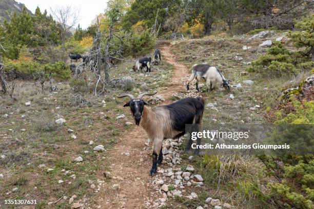 Goat at the Northern Pindos National Park in Autumn colours on October 31, 2021 in Pindus National Park, Greece.