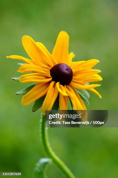 close-up of yellow flower - black eyed susan stockfoto's en -beelden