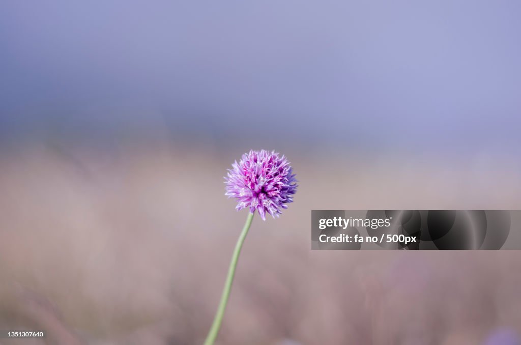 Close-up of purple flowering plant on field