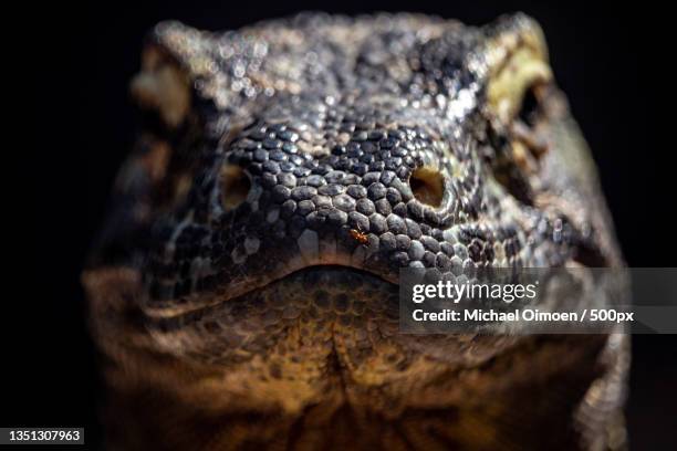 close-up of komodo dragon against black background - komodo fotografías e imágenes de stock