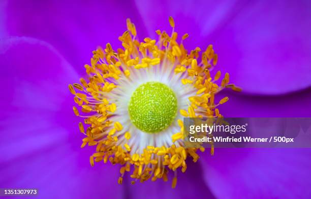 close-up of purple flower,kiel,germany - knospend stock-fotos und bilder