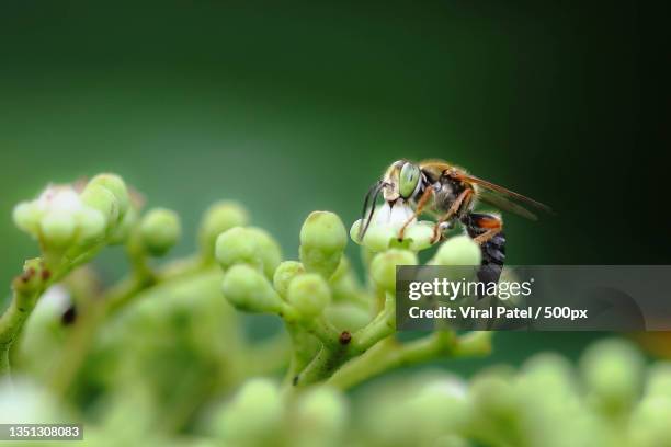 Worker Insects Worker Bee Photos and Premium High Res Pictures - Getty Images