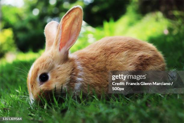 Philippines Native Rabbit Mabini Batangas Photos and Premium High Res Pictures - Getty Images