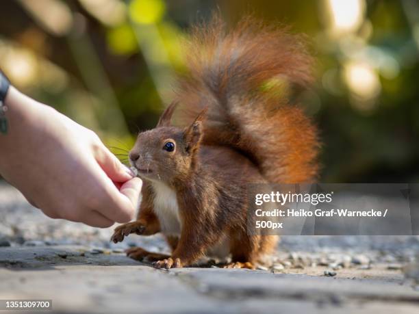 cropped hand of woman feeding american red squirrel,hannover,germany - american red squirrel stock pictures, royalty-free photos & images