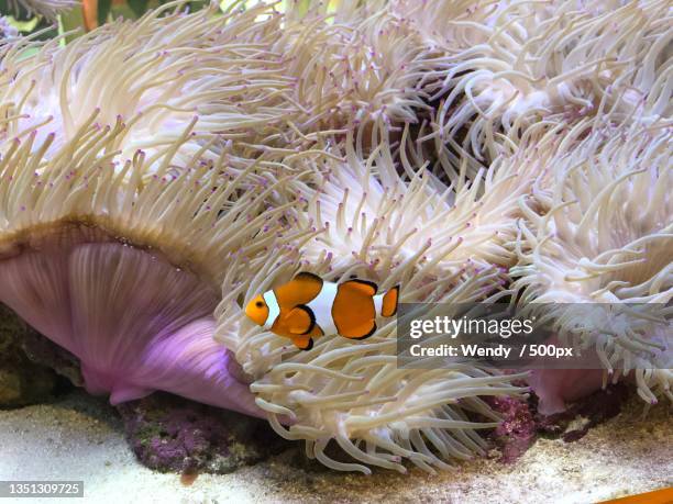 close-up of clown anemonetropical saltwater damselfish swimming in sea,australia - anemonefish stock-fotos und bilder