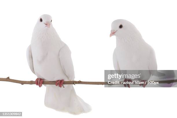 low angle view of birds perching on cable against clear sky - perching stock pictures, royalty-free photos & images