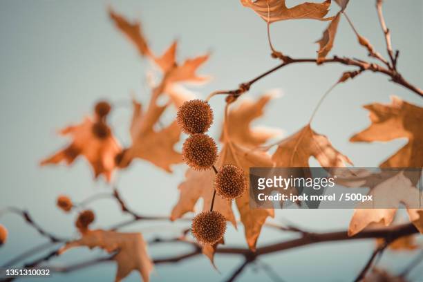 close-up of dried plant against sky,turkey - ipek morel stock pictures, royalty-free photos & images