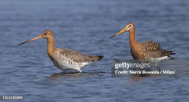 two birds in the sea,zeevang,netherlands - grutto stockfoto's en -beelden