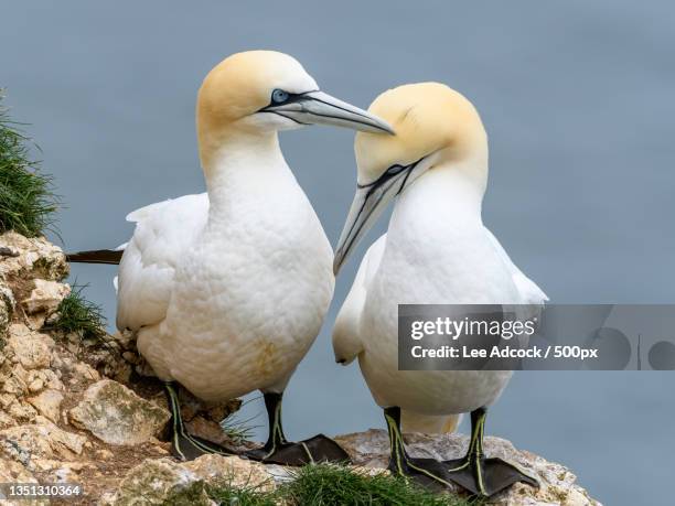 close-up of birds perching on rock,visitor centre,united kingdom,uk - gannet 個照片及圖片檔