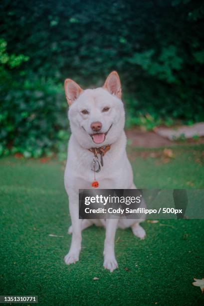 portrait of akita sitting on grass,new york,united states,usa - akita inu stock pictures, royalty-free photos & images
