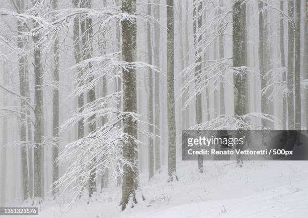 trees in forest during winter,fregona,veneto,italy - fregona stock pictures, royalty-free photos & images
