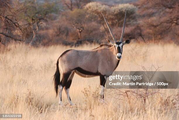 side view of deer standing on field,oshikoto region,namibia - antílope mamífero ungulado - fotografias e filmes do acervo