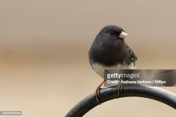 close-up of dark perching on railing - dark eyed junco stock pictures, royalty-free photos & images