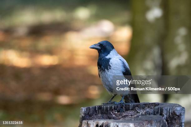 close-up of crow perching on wood,dyrehaven,klampenborg,denmark - crow stockfoto's en -beelden
