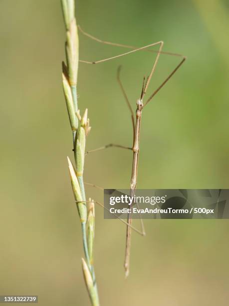 Thunderstick Insect 755,917 Phasmatodea Or Phasmida Or Phasmatoptera Or Stick Insects Or ...