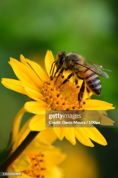 close-up of bee pollinating on yellow flower - polinización fotografías e imágenes de stock