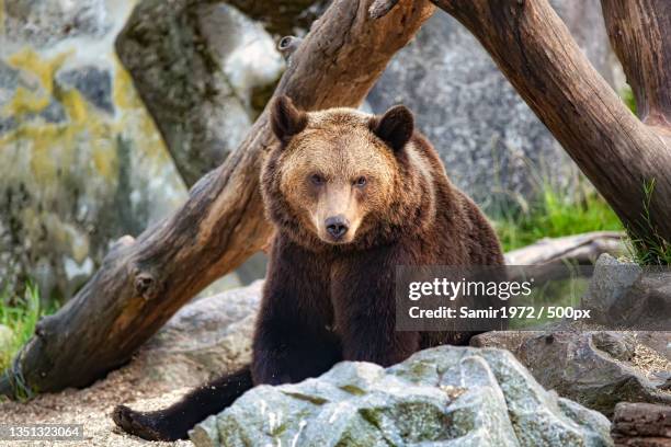 portrait of brown eurasian brown grizzly bear sitting on rock,stockholm,sweden - brown bear stock pictures, royalty-free photos & images