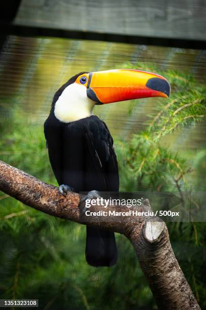 close-up of hornbill perching on branch - toucan stock pictures, royalty-free photos & images