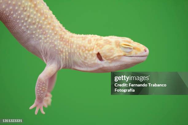 leopard gecko on green  background - gecko leopard ストックフォトと画像