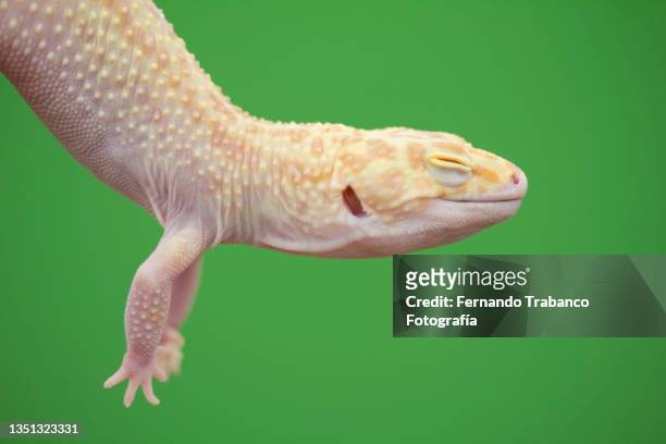 leopard gecko on green  background - leopard gecko stockfoto's en -beelden