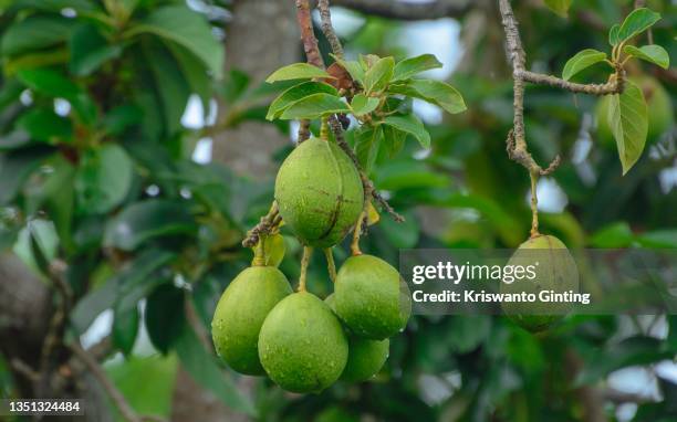 close up image of avocadoes fruit dangling on tree - guayaba fotografías e imágenes de stock