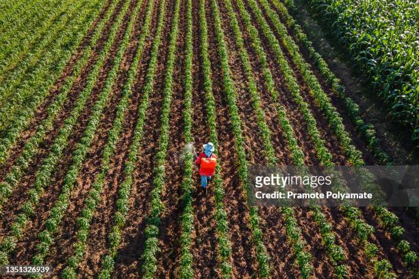 aerial view of farmer spraying growing chilli plant in field. - camponês imagens e fotografias de stock