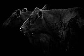 Close-up side view of two black cows isolated on black background