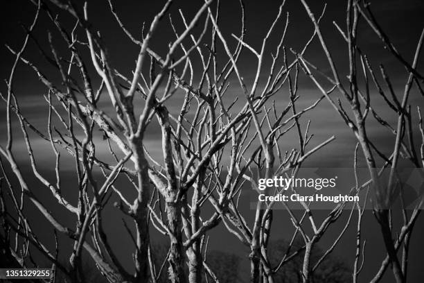 treetop reaching into the winter sky - bare tree branches stock pictures, royalty-free photos & images