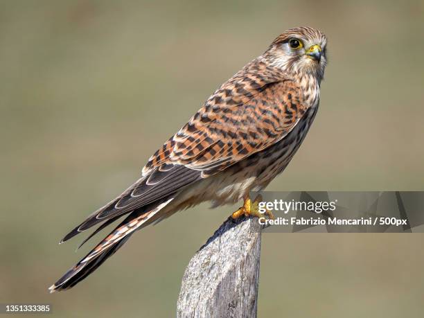 close-up of kestrel of prey perching on wood,perugia,italy - eurasian kestrel imagens e fotografias de stock