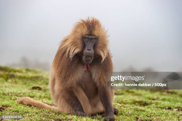 portrait of gelada baboon sitting on field - baboons stock-fotos und bilder