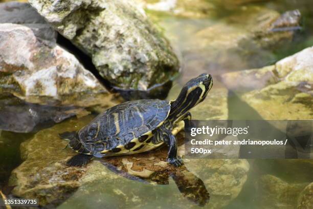 close-up of red eared slider terrapin in water - florida red belly turtle stock pictures, royalty-free photos & images